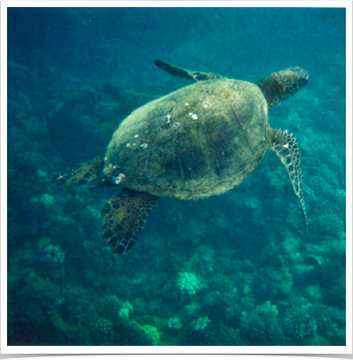 Green Sea Turtle (Chelonia mydas) - though circumtropical, Indo-Pacific and Atlantic subpopulations exist.